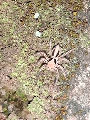 Araneae