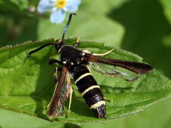 Paranthrene tabaniformis