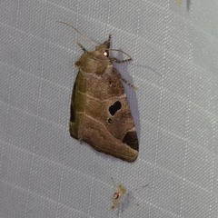 Plagiomimicus pityochromus