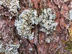 Hypogymnia farinacea