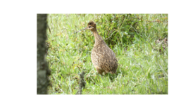 Nothoprocta perdicaria