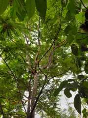 Grossulariaceae