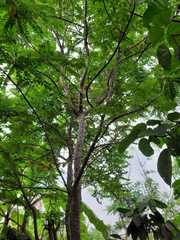 Grossulariaceae