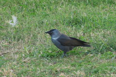 Corvus monedula