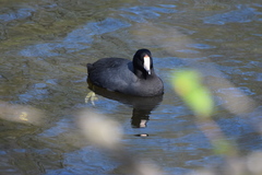 Fulica americana
