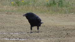 Corvus corax kamtschaticus