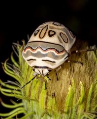 Sphaerocoris annulus