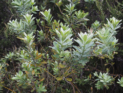 Callistachys lanceolata
