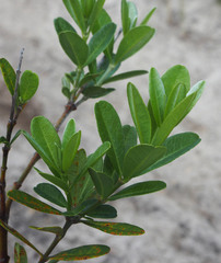 Callistachys lanceolata
