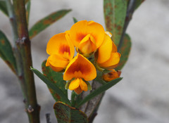 Callistachys lanceolata