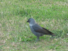 Corvus monedula