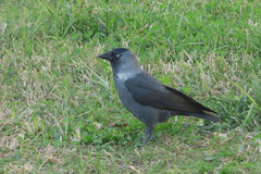 Corvus monedula