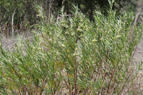 Narrow-leaf Cotton Bush