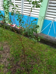 Prunus salicina