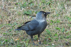 Corvus monedula