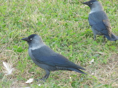 Corvus monedula
