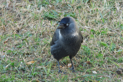 Corvus monedula