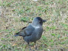 Corvus monedula