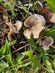 Spodocybe trulliformis