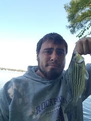 Morone mississippiensis