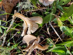 Spodocybe trulliformis