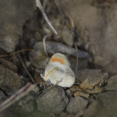 Colotis evagore evagore