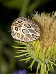 Sphaerocoris annulus
