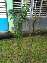 Prunus salicina