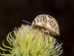 Sphaerocoris annulus