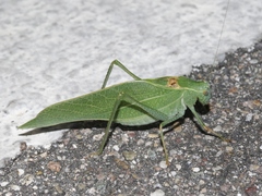 Microcentrum californicum