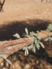 Boscia microphylla