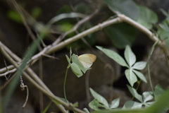 Colotis eucharis