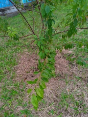 Prunus salicina