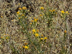 Senecio subulatus erectus