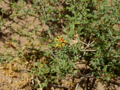 Prosopis strombulifera