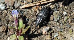 Sphenophorus costipennis