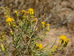 Senecio subulatus erectus