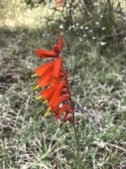 Castilleja tenuifolia