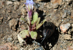 Sphenophorus costipennis