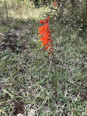 Castilleja tenuifolia