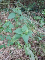 Urtica dioica