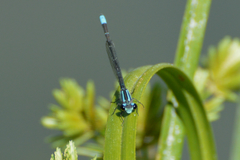 Acanthagrion lancea