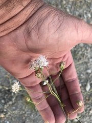 Hymenothrix loomisii