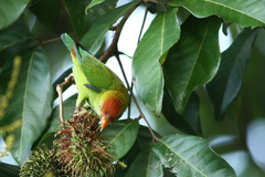 Loriculus beryllinus