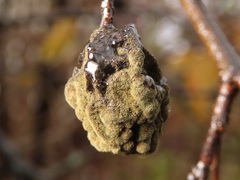 Monilinia fructicola
