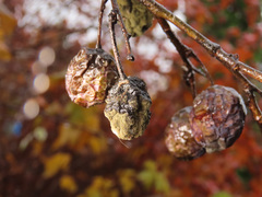 Monilinia fructicola