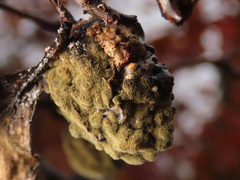 Monilinia fructicola