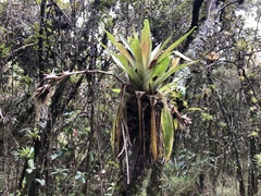 Tillandsia biflora