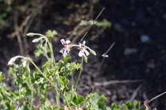 Pelargonium ranunculophyllum