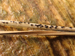 Lophodermium seditiosum